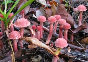 Termahal di Indonesia, Jamur Asal Bangka Ini Harganya Rp 2 Juta per Kilogram