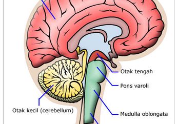 Wow, Hasil Riset Buktikan Aktivasi Otak Tengah Dongkrak Kemampuan Anak, Bisa Baca Dokumen Tertutup Hingga Lihat Isi Dompet Orang