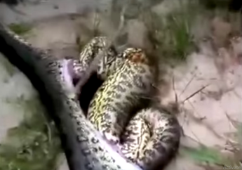 Aneh Banget, Warga Temukan Ular Anaconda Mati dengan Perut Besar, Saat Dibelah Begini Isinya