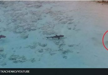 Menegangkan, Ini Video Detik-detik Seorang Bocah Nyaris Diserang 4 Hiu