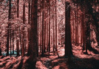 Begini loh Dunia dari Perspektif Penderita Buta Warna Tritanopia, Nuansanya Serba Merah dan Hijau