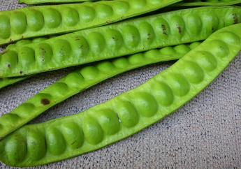 Makan Petai Dapat Mengatasi Masalah PMS Kamu Lho, Ini Penjelasannya 