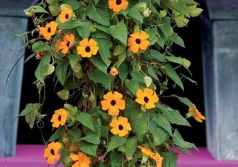 Semakin Sejuk, 4 Tanaman Rambat Ini Bisa Jadi Kanopi Rumah Loh