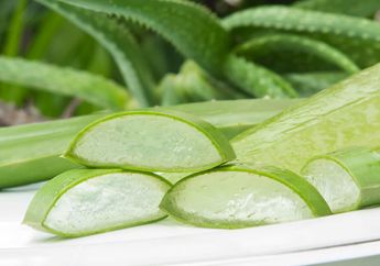 Manfaat Lidah Buaya Untuk Kesehatan yang Jarang Diketahui