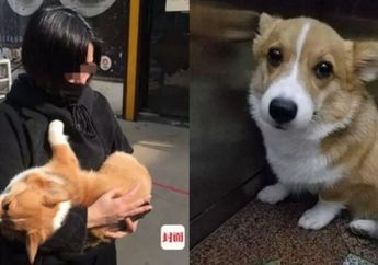 Seorang Wanita Melempar Seekor Anjing dari Lantai 6 Karena Tak Mau Mengembalikannya ke Sang Pemilik