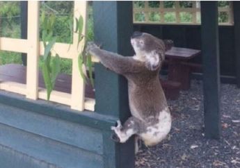 Kejam! Binatang Khas Australia Ini Ditemukan Terpaku di Sebuah Tiang Bangunan