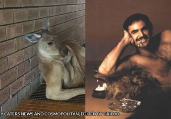 Wow, Kangguru Fotogenik Ini Berpose Layaknya Model Profesional