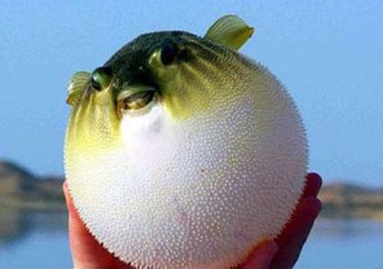 Tanda Peringatan Darurat Dinyalakan di Kota Gamagori, Ternyata Ini Penyebabnya