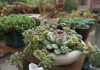 Begini Cara Merawat Tumbuhan Sukulen, Mudah dan Nggak Ribet