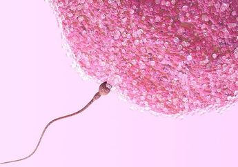 Nggak Nyangka, Ternyata Sebanyak Ini Sel Telur yang Dimiliki oleh Wanita, Memangnya Berapa sih?