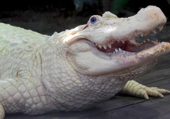 Subhanallah, Ini 7 Keajaiban Alam pada Diri Hewan yang Menakjubkan