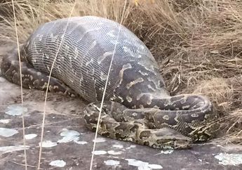 Ular Piton Raksasa Ini Dibelah Perutnya, Isinya Sangat Mengejutkan dan Disesalkan Dunia