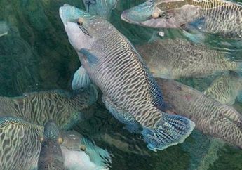 Dorongan Seksual  Pria Meningkat Dengan Rajin Makan Ikan, Ini Bukti Ilmiahnya