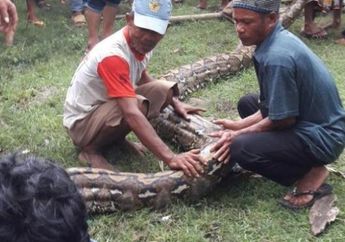 Gawat! Setelah Gempar Akbar Dimangsa Ular Piton, Mamuju Sulawesi Barat Masih Harus Berurusan Lagi Dengan Ular 