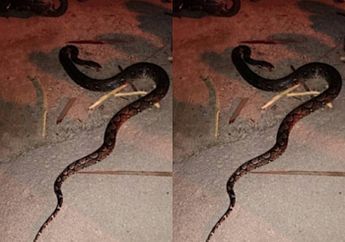 Miris, Duda Satu Anak Tewas Setelah Lehernya Dililit Ular Sawah yang Hendak Dijualnya