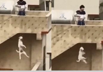 Tak Punya Belas Kasih, Seorang Pria Gantung Anjingnya di Atap Hingga Tewas