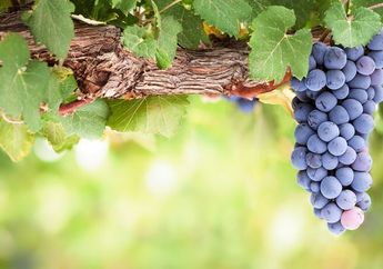  Inilah Segudang Manfaat dari Buah Anggur, Nggak Hanya Untuk Jaga Kesehatan Rambut loh