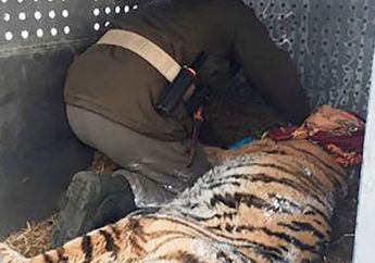 Diduga Alami Sakit Gigi, Harimau Ini Minta Tolong ke Manusia