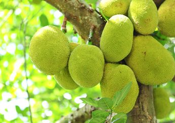 Di Masa Depan, Cokelat Akan Terbuat dari Biji Nangka?