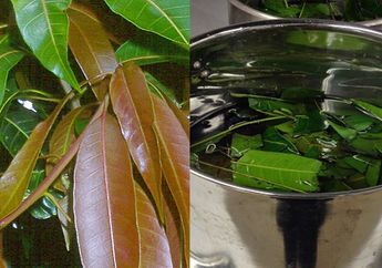 Usir Diabetes dengan Rebusan Daun Mangga, Serta 4 Manfaat Lainnya