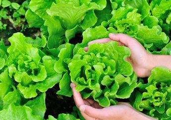 Mudah Layu, Gini nih Cara Menyimpan Selada yang Tepat