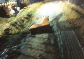 Panik Lihat Harimau Liar Di Dekat Kandang Sapi, Seorang Petani Langsung Hubungi Polisi, Saat Didekati Ternyata.....