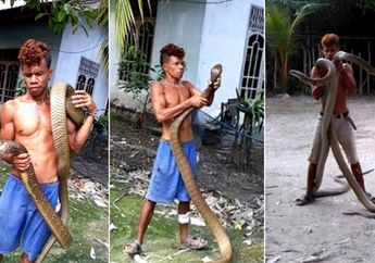 Warga Kampar Riau Ini Kebal Bisa Ular King Cobra, Bilang Geli Saat Digigit Ular, Ini 7 Faktanya