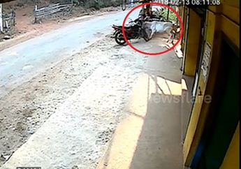 Sedang Asyik Main di Halaman Rumah, Anak Kecil Malah Diseruduk Sapi yang Mengamuk