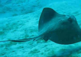 Diduga Gunakan Buntut Ikan Pari Untuk Aniaya Istri, Seorang Suami Dituntut ke Meja Hijau