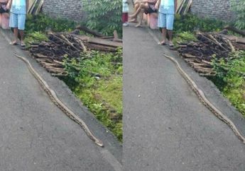 Air Sungai Meluap, Seekor Ular Piton Sepanjang 3 Meter Muncul ke Permukaan Gegerkan Warga Sragen