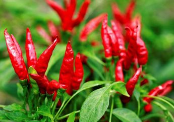 Nggak Nyangka, Suka Makan Pedas Bisa Bikin Panjang Umur dan Sehat