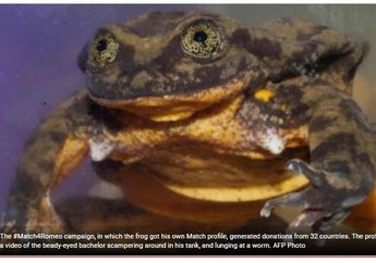 Kisah Pencarian Pasangan 'Romeo', Katak Air yang Langka dan Kesepian dari Bolivia