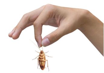 7 Langkah Jitu Basmi Kecoak di Rumah