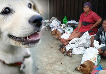 Kisah Miris Anjing-anjing yang Diperdagangkan dan Berakhir di Sebuah Piring
