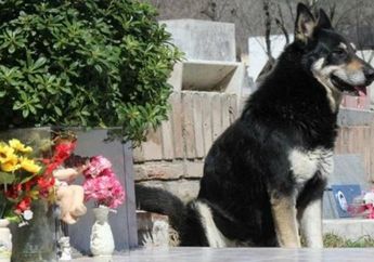 Bikin Terharu! Anjing Ini Terus Ada di Pemakaman Selama 11 Tahun, Meskipun Tuannya Sudah Meninggal