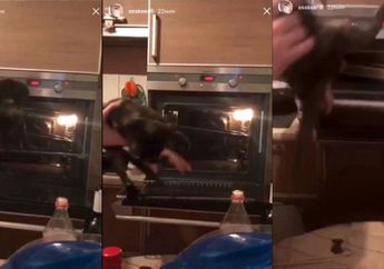 Kejam! Seorang Pria Tega Masukkan Anak Kucing ke Dalam Oven Panas Hidup-hidup 