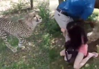 Sedang Piknik di Taman Safari, Seorang Wanita Malah Diserang Cheetah