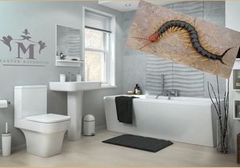 4 Cara Ini Harus Kamu Lakukan, Biar Kelabang Ogah di Kamar Mandi
