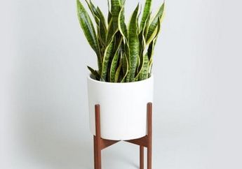 Tak Lekang Dimakan Zaman, Begini Perawatan Tanaman Hias Lidah Mertua yang Bisa Usir Polutan