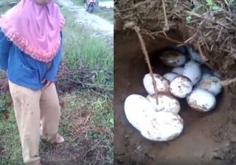 Wanita Asal Barito Kuala Temukan Beberapa Butir Telur Binatang Buas di Semak-semak