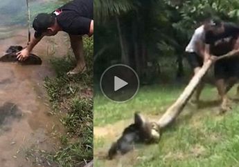 Warga Berhasil Selamatkan Seekor Hewan dari Lilitan Ular Anaconda, Hanya dengan Cara Ini