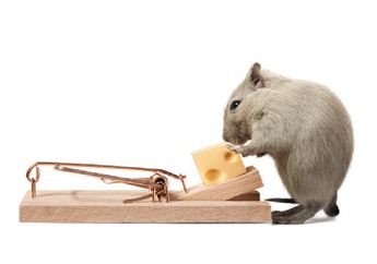 Sebel dengan Tikus? Coba 5 Cara Jitu Pasang Umpan Tikus di Rumah