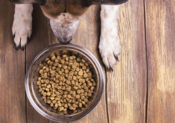 Hati-hati, Mangkuk Makan Peliharaanmu Bisa Jadi Sumber Penyakit loh