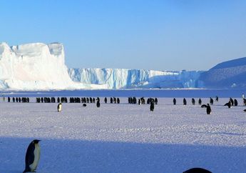Ilmuan Temukan 'The Danger Island', Kota Rahasia yang Dihuni Jutaan Pinguin
