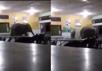 Diduga Lapar, Seekor Gajah Menerobos Kantin Sekolah