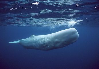 Seekor Paus Sperma Terdampar di Pelabuhan Situbondo Berhasil Diselamatkan