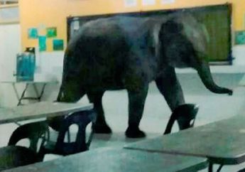 Seekor Gajah Liar yang Lapar Masuk ke Kantin Sekolah, Siswa dan Guru Panik