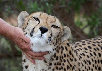 Momen Emosional Seekor Cheetah Bertemu Dengan Relawan yang Merawatnya Setelah 3 Tahun Terpisah