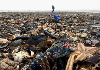 Jutaan Hewan Laut Terdampar di Pantai Inggris, Diduga Ini Penyebabnya