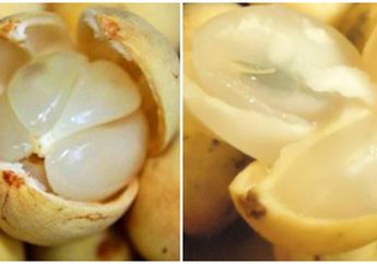 Sering Salah Sebut, Ini loh 5 Perbedaan Buah Langsat dan Buah Duku